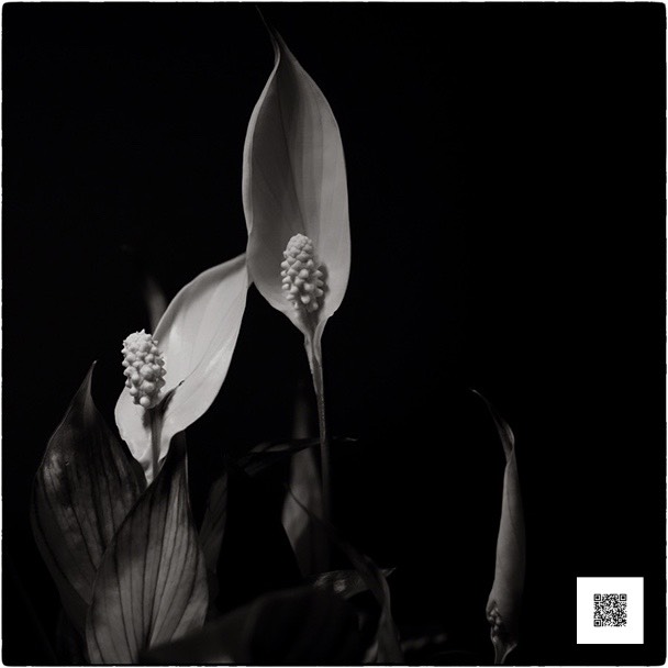 upj ndc 101116 snapseed-1 med