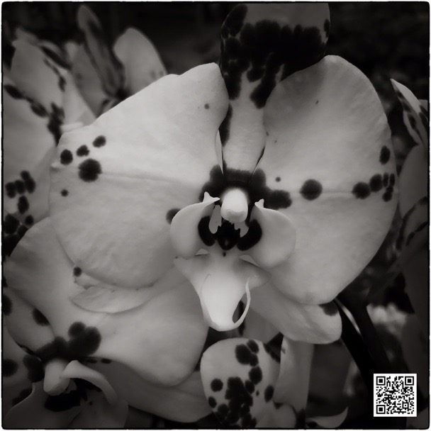 UPJ_NDC_201116_Snapseed